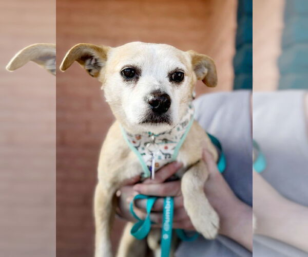Medium Photo #1 Chihuahua Puppy For Sale in Pittsburg, CA, USA