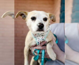 Chihuahua Dogs for adoption in Pittsburg, CA, USA