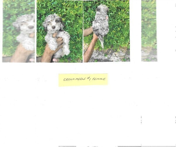 Medium Photo #3 Labradoodle-Sheepadoodle Mix Puppy For Sale in ORLANDO, FL, USA