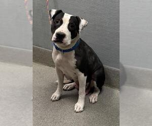 American Pit Bull Terrier-Unknown Mix Dogs for adoption in Las Vegas, NV, USA