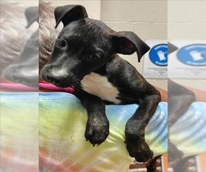 Mutt Dogs for adoption in Tulsa, OK, USA