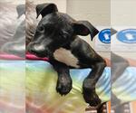 TWILIGHT - Female Mutt Dog for Adoption - Small photo