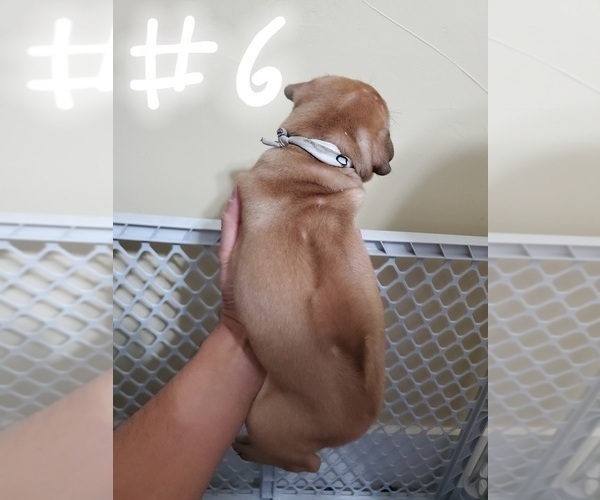 Medium Photo #15 Phu Quoc (Vietnam Island) Ridgeback Puppy For Sale in HELOTES, TX, USA