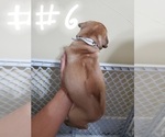 Small Photo #15 Phu Quoc (Vietnam Island) Ridgeback Puppy For Sale in HELOTES, TX, USA