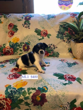 Medium Photo #1 Chihuahua Puppy For Sale in MERIDIAN, NY, USA