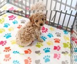 Small #2 Cavapoo (Miniature)-Poodle (Toy) Mix