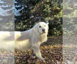 Maggie - Female Great Pyrenees Dog for Adoption - Photo #6