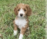 Puppy Emma Goldendoodle