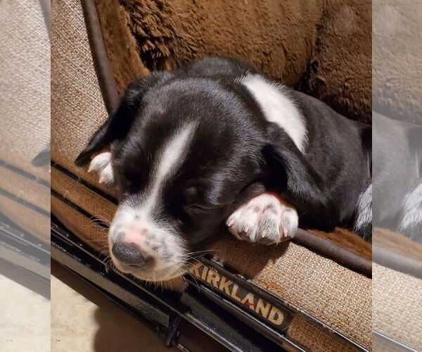 Medium Photo #3 Beagle-Spaniel Mix Puppy For Sale in Pottstown, PA, USA