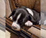 Small #2 Beagle-Spaniel Mix