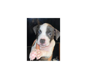 American Bully-American Pit Bull Terrier Mix Puppy for sale in LANSFORD, PA, USA