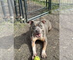 Small #4 American Pit Bull Terrier