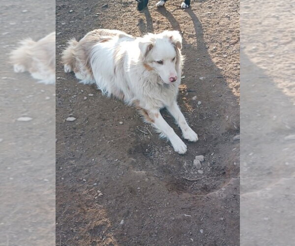 Medium Photo #7 Australian Shepherd-Unknown Mix Puppy For Sale in New York, NY, USA