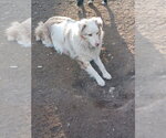 Small #6 Australian Shepherd Mix