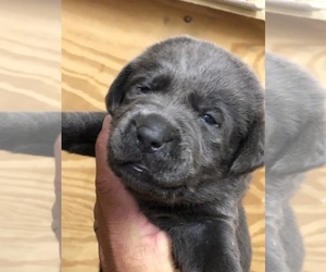 Labrador Retriever Puppy for sale in DEVINE, TX, USA