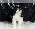 Small Photo #79 Cavapoo Puppy For Sale in WARSAW, IN, USA
