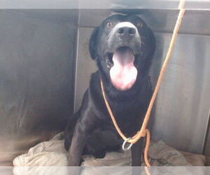 Labrador Retriever Dogs for adoption in Downey, CA, USA