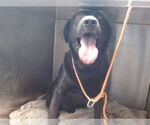 Small Labrador Retriever