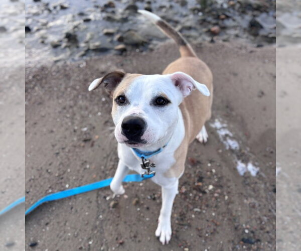 Medium Photo #16 Mutt Puppy For Sale in Boston, MA, USA