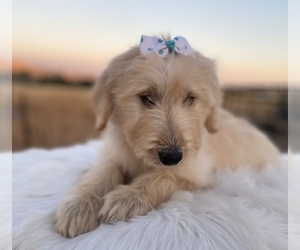 Goldendoodle Puppy for Sale in PORTERVILLE, California USA