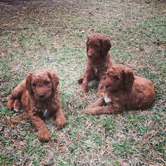Goldendoodle-Poodle (Standard) Mix Puppy for sale in CAIRO, GA, USA