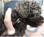 Puppy Daisy Labradoodle
