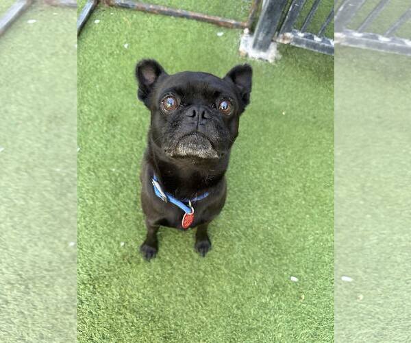 Medium Photo #2 Pug-Unknown Mix Puppy For Sale in Tempe , AZ, USA