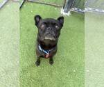 Small #1 Pug Mix