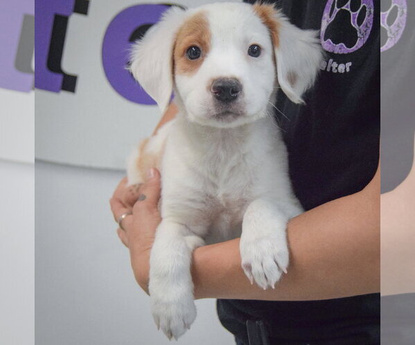 Medium Photo #3 Colonial Cocker Spaniel-English Setter Mix Puppy For Sale in Huntley, IL, USA