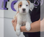 Small #2 Colonial Cocker Spaniel-English Setter Mix