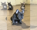 Puppy Puppy 6 French Bulldog