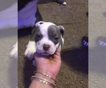 Small Photo #8 American Bully Puppy For Sale in PEMBERTON, NJ, USA