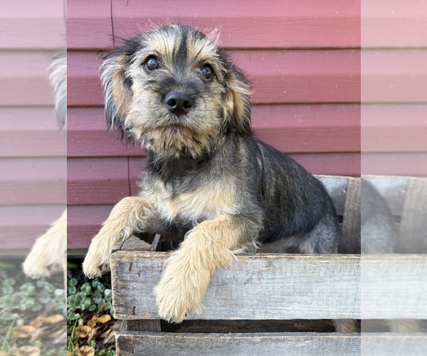 Medium Photo #1 Schnoodle (Miniature) Puppy For Sale in MIDDLEBURY, IN, USA