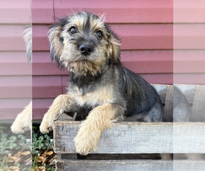 Schnoodle (Miniature) Puppy for sale in MIDDLEBURY, IN, USA