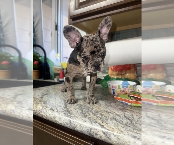 Medium Photo #25 Boston Terrier-Faux Frenchbo Bulldog Mix Puppy For Sale in ROUND LAKE, IL, USA