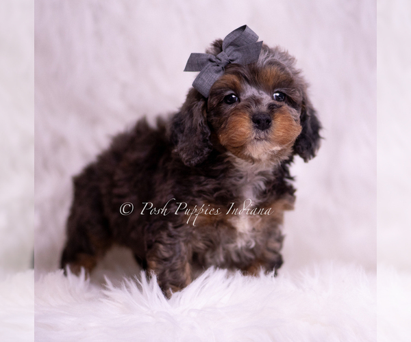 Medium Photo #73 Poodle (Toy) Puppy For Sale in WARSAW, IN, USA