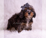 Small #2 Poodle (Toy)