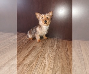 Yorkshire Terrier Puppy for sale in LAPEER, MI, USA