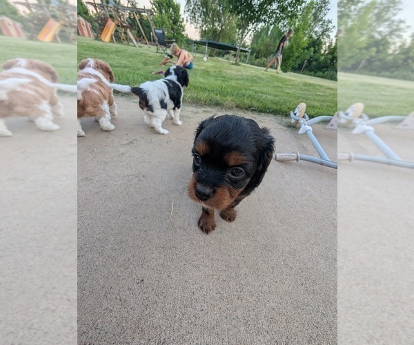 Medium Photo #11 Cavapoo (Miniature) Puppy For Sale in SAINT FRANCIS, MN, USA