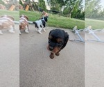 Small #10 Cavapoo (Miniature)