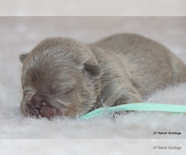 Medium Photo #6 French Bulldog Puppy For Sale in WINNSBORO, TX, USA