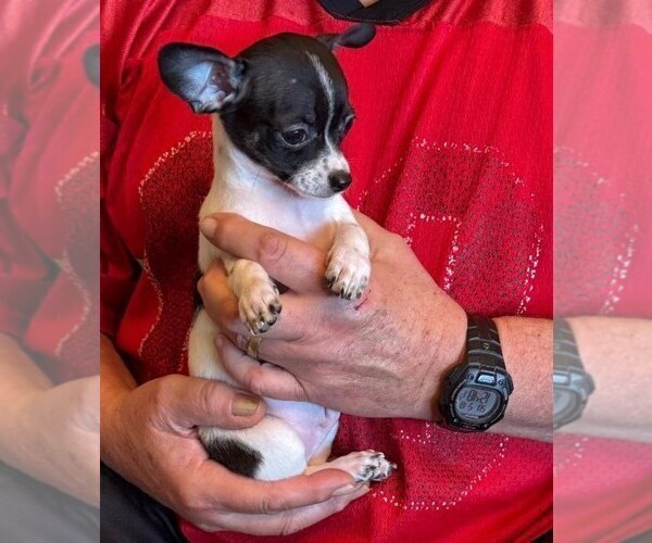 Medium Photo #40 Chihuahua Puppy For Sale in CHARLESTON, AR, USA