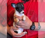 Small #16 Chihuahua
