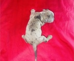 Small #4 American Bully