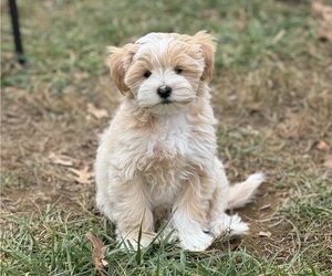 Cavachon-Poodle (Miniature) Mix Puppy for sale in ALEXANDRIA, VA, USA
