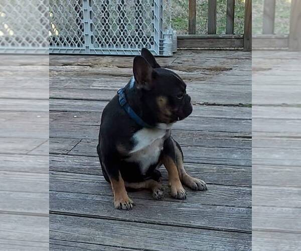 Medium Photo #1 Faux Frenchbo Bulldog Puppy For Sale in SPRING LAKE, NC, USA