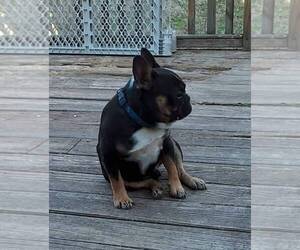 Father of the Faux Frenchbo Bulldog puppies born on 05/23/2025
