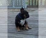 Small Photo #1 Faux Frenchbo Bulldog Puppy For Sale in SPRING LAKE, NC, USA