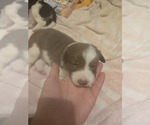 Puppy Puppy 1 Border Collie