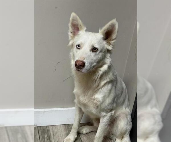 Medium Photo #1 Gerberian Shepsky Puppy For Sale in Redlands, CA, USA